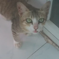 Meo meo nhà t/g nuôi nè