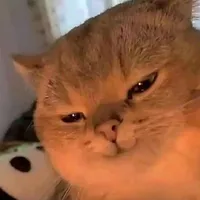 Hệ thống Mew
