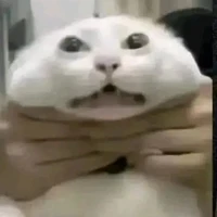 Cả lớp