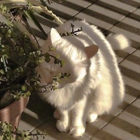 miko