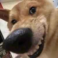 Chó