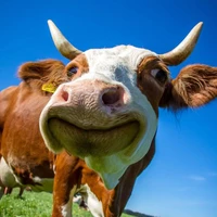 Bò