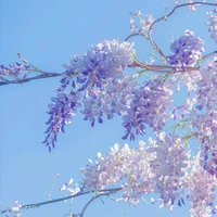nura(thế thân)
