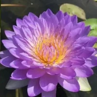 sira