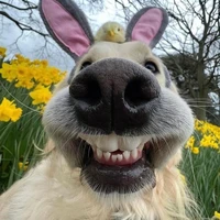 Trần Bảo Nguyên