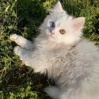 Sun • Ландыш •