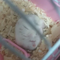 t/G mê hamster