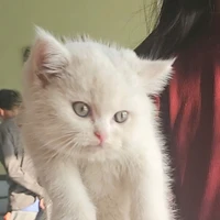 hệ thống chính siêu giàu ❄️