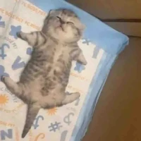 Touneo( mèo cưng của Elliot)