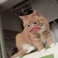 t/g(Bông)