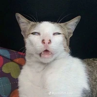 tất cả mọi người trừ ai thì trừ😔