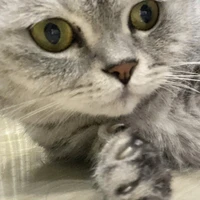 hệ thống mồn lèo😺