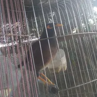 T/g_simp lỏ apollo (Kenricki)