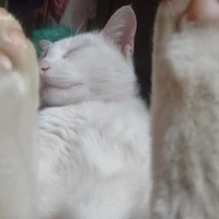 tác giả skibidi