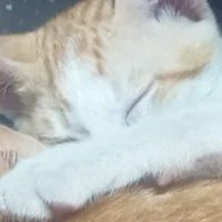 bùm bùm chíu chíu T/g rất béo💔