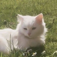 #𝐬𝐞𝐫𝐢𝐞𝐚🕊