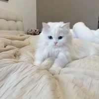 LÊ QUANG HÙNG-PHONE[ MÈO ]