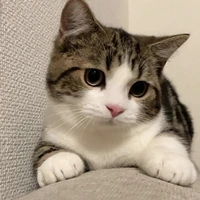 HOÀNG ĐỨC DUY-CAPTAIN [ MÈO ]