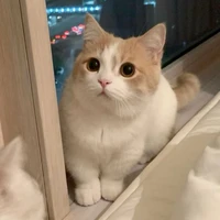 ĐẶNG THÀNH AN-NEGAV[ MÈO ]