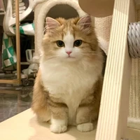 TRẦN PHONG HÀO-NICKY [ MÈO ]