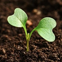 Hạt giống biết nói