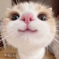 T/G Miau≽^• ˕ • ྀི≼