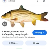 con cái(xin lỗi vì t/g lươi hihi