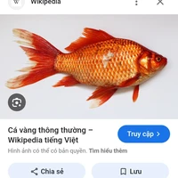 đanh ngư vương