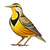 Hệ Thống - Chim Sơn Ca