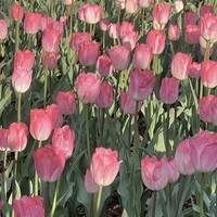 Tác giả xinh gái/ Gạo