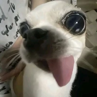 T/g cuteo