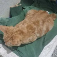 Mèo của An Bình