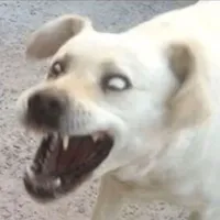 bách gia như dog