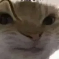 con mèo 