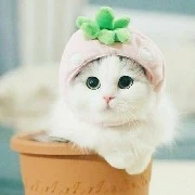tác giả