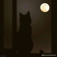 mèo (masterD)