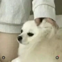 all top ( nhóm anh)