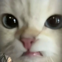 boisựnghiệpthíchmặcsịp màuhồng.  𓏻  @41