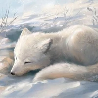 Cáo tuyết - Phi Phi