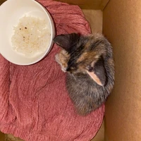 t/g này nhạt lắm