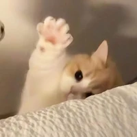 🐱