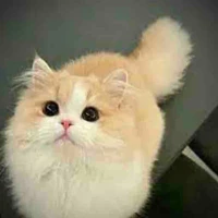 Hệ thống (Shelly)