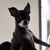 Cookie