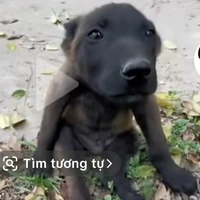 Đại ca