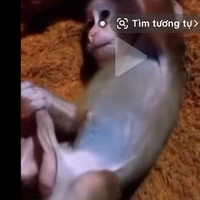 khỉ lọ