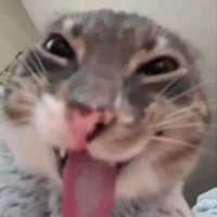 TẤT CẢ MN