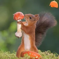 Wuybel [Pizza chấm chanh ngon vl]