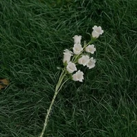 Tác giả của các nàng