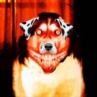 smile dog