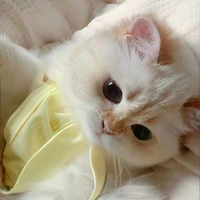 meow